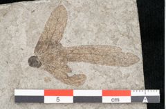 Foto (Detailansicht) von Carpinus macroptera Brongniart (NHMW-GEO-2024-0188-11432)